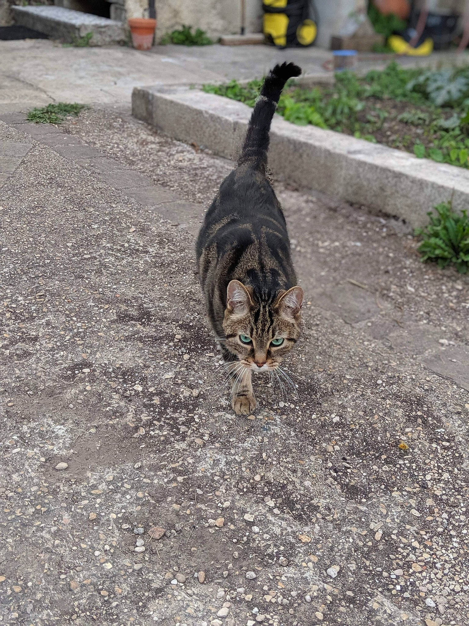 Sawyer participe au concours pour gagner de l'argent avec cette photo : aegean_cat, asphalt, carnivore, cat, domestic_short_haired_cat, european_shorthair, felidae, grass, plant, road, road_surface, sand, small_to_medium_sized_cats, street, tabby_cat, tail, whiskers, wild_cat