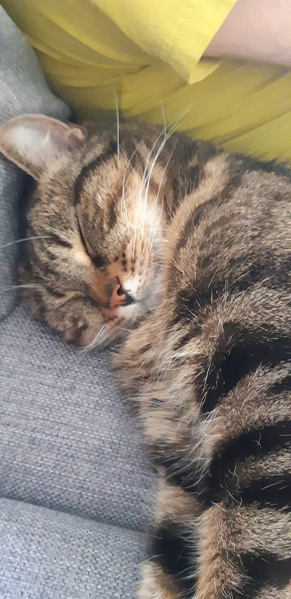 Sawyer participe au concours pour gagner de l'argent avec cette photo : american_shorthair, asian, california_spangled, carnivore, cat, domestic_short_haired_cat, dragon_li, ear, egyptian_mau, european_shorthair, felidae, fur, kitten, mammal, pixie_bob, sleep, small_to_medium_sized_cats, snout, tabby_cat, whiskers