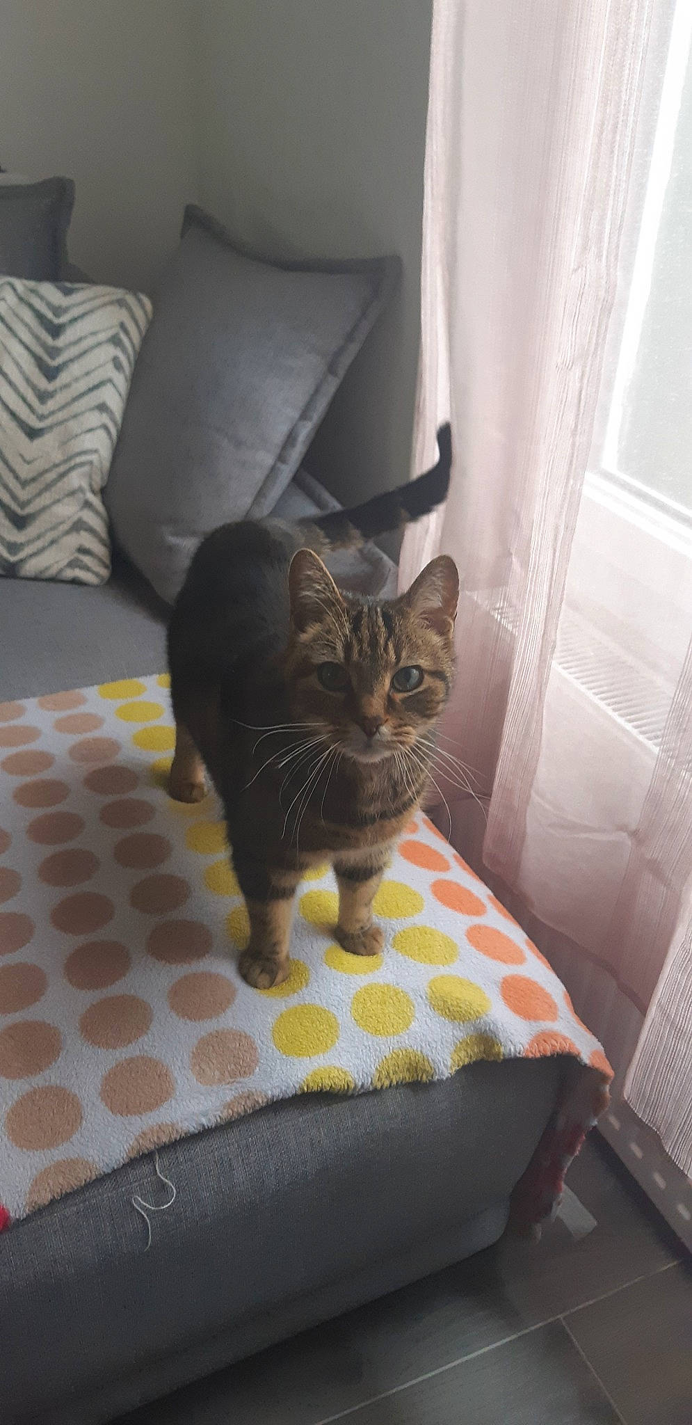 Sawyer a rejoint le concours — aidez-le/la à gagner de superbes lots ! american_shorthair, asian, bengal, carnivore, cat, chair, comfort, domestic_short_haired_cat, dragon_li, egyptian_mau, european_shorthair, fawn, felidae, furniture, kitten, room, small_to_medium_sized_cats, tabby_cat, tail, whiskers