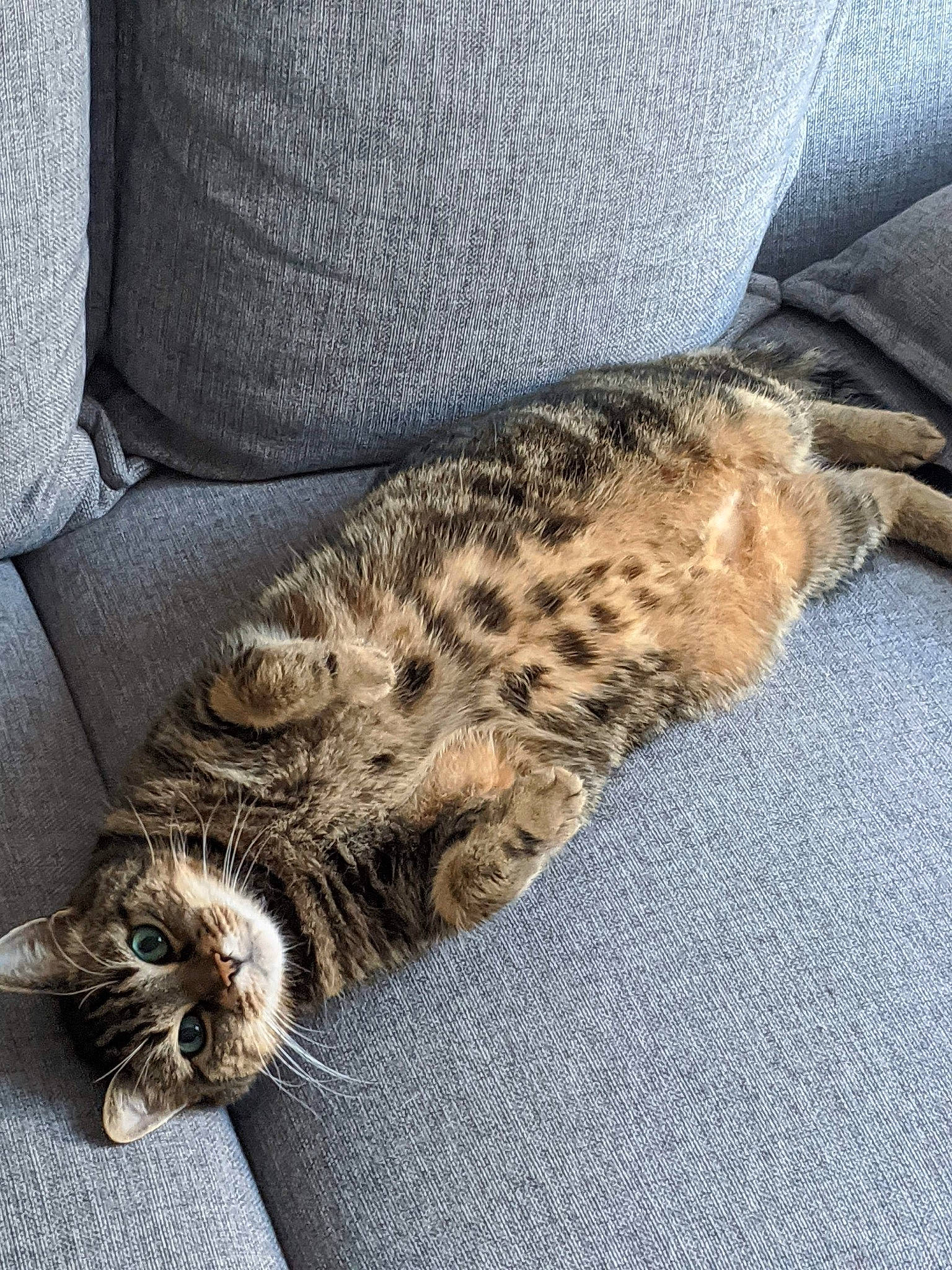 Sawyer participe au concours pour gagner de l'argent avec cette photo : bengal, carnivore, cat, domestic_short_haired_cat, dragon_li, egyptian_mau, european_shorthair, felidae, fur, kitten, mammal, nap, ocicat, pixie_bob, sleep, small_to_medium_sized_cats, tabby_cat, tail, whiskers, wild_cat