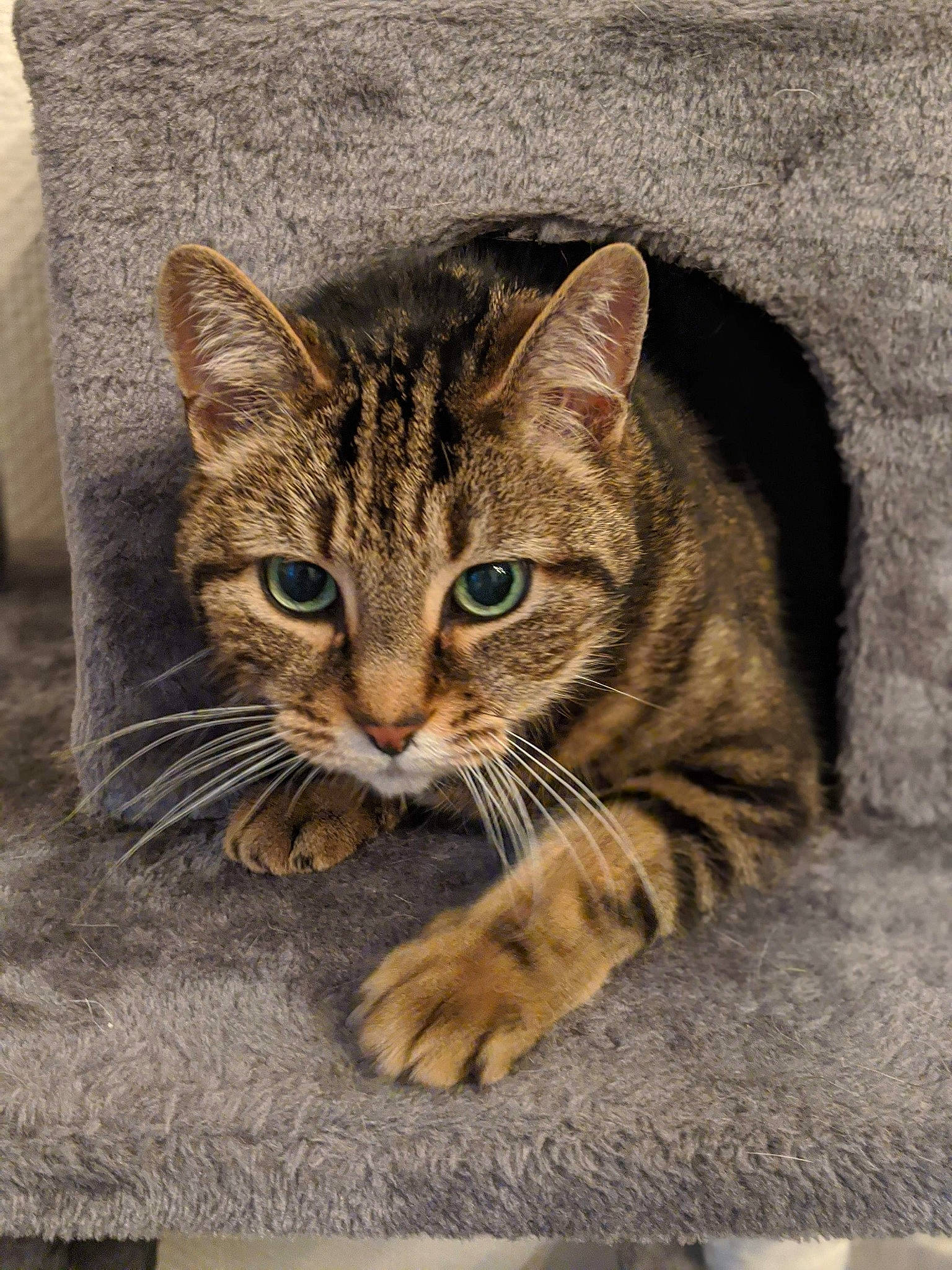 Sawyer a rejoint le concours — aidez-le/la à gagner de superbes lots ! american_shorthair, asian, bengal, california_spangled, carnivore, cat, domestic_short_haired_cat, dragon_li, european_shorthair, eye, felidae, kitten, mammal, ocicat, pixie_bob, small_to_medium_sized_cats, tabby_cat, vertebrate, whiskers, wild_cat