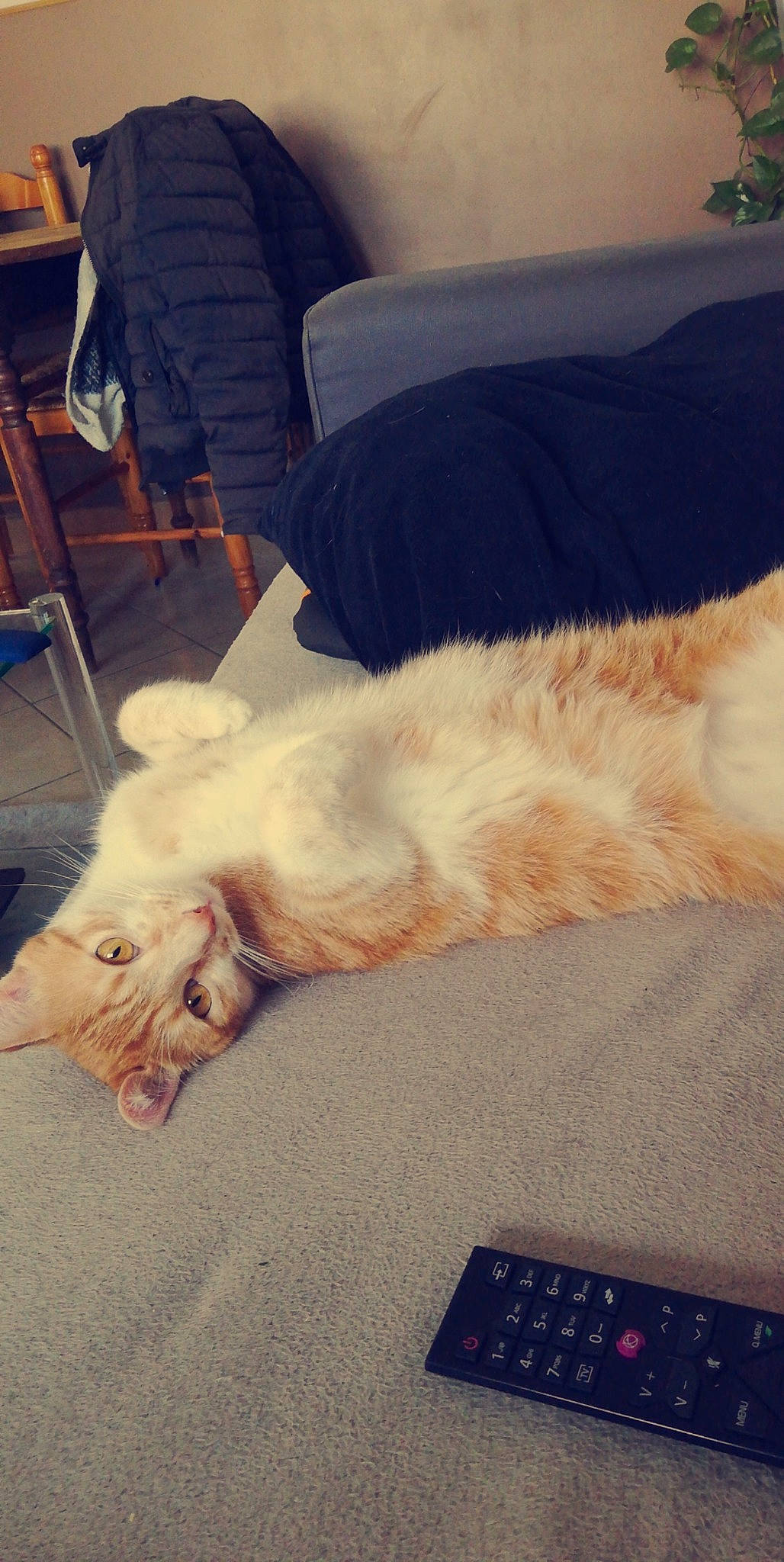 Alpha participe au concours pour gagner de l'argent avec cette photo : carnivore, chair, cloud, comfort, companion_dog, couch, dog, dog_breed, fawn, felidae, human_leg, lap, mammal, mountain, sky, small_to_medium_sized_cats, snout, tail, vertebrate, whiskers