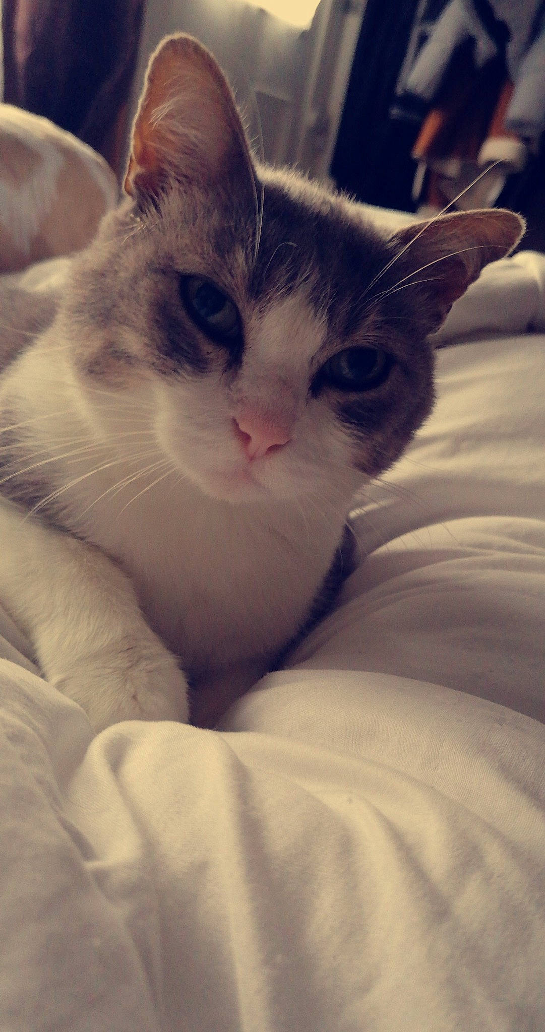 Cailloux participe au concours pour gagner de l'argent avec cette photo : carnivore, cat, claw, cloud, comfort, domestic_short_haired_cat, ear, eyelash, felidae, fur, iris, jaw, love, nap, paw, sky, small_to_medium_sized_cats, snout, tail, whiskers