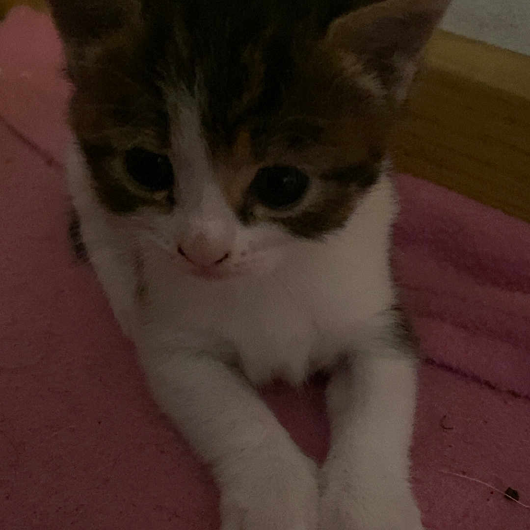 Anna a rejoint le concours — aidez-le/la à gagner de superbes lots ! bedroom, big_eyes, cat, close_up, cute, ears, face, fur, indoor, kitten, paws, pet, pink_blanket, portrait, relaxed_pose, small_animal, soft_texture, wall, whiskers, wooden_baseboard