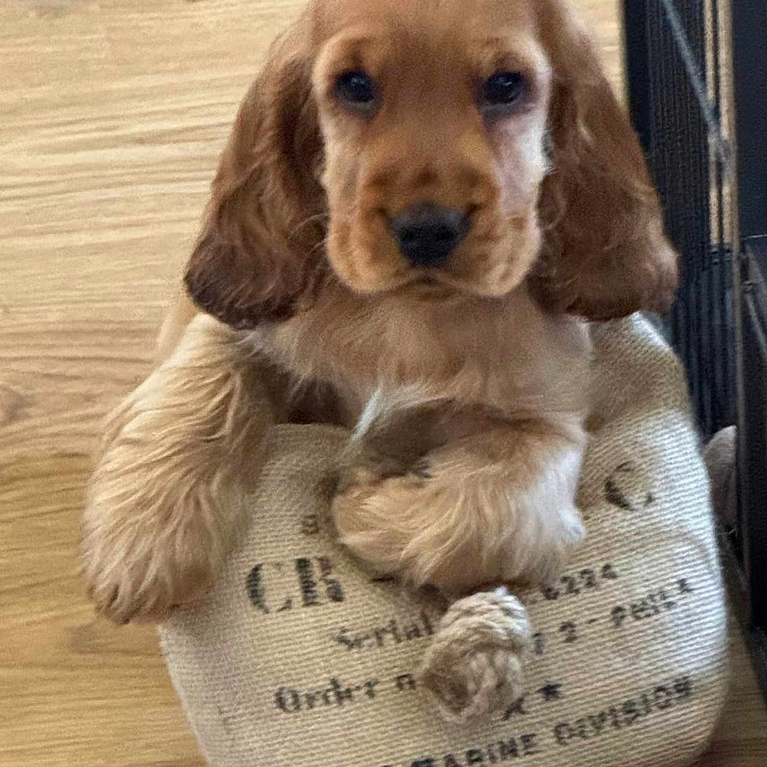 Appy participe au concours pour gagner de l'argent avec cette photo : animal, bag, canine, cockerspaniel, dog, dogbed, pet, puppy