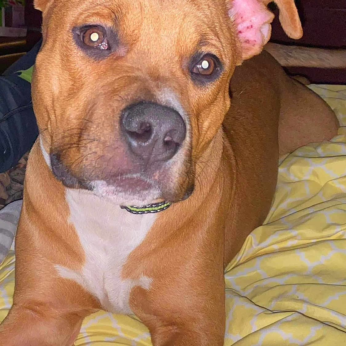 Diesel is registered to the contest to win money with this photo: animal, ball, bed, bedroom, blanket, boxer, bulldog, canine, cushion, dog, furniture, homedecor, hound, indoors, interiordesign, pet, pitbull, puppy, room, snout