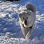 close_up, cold, collar_tag, dog, fluffy, fur, happy, harness, outdoors, pawprints, playing, portrait, running, shadow, smile, snow, sunlight, tail_curled, white_dog, winter