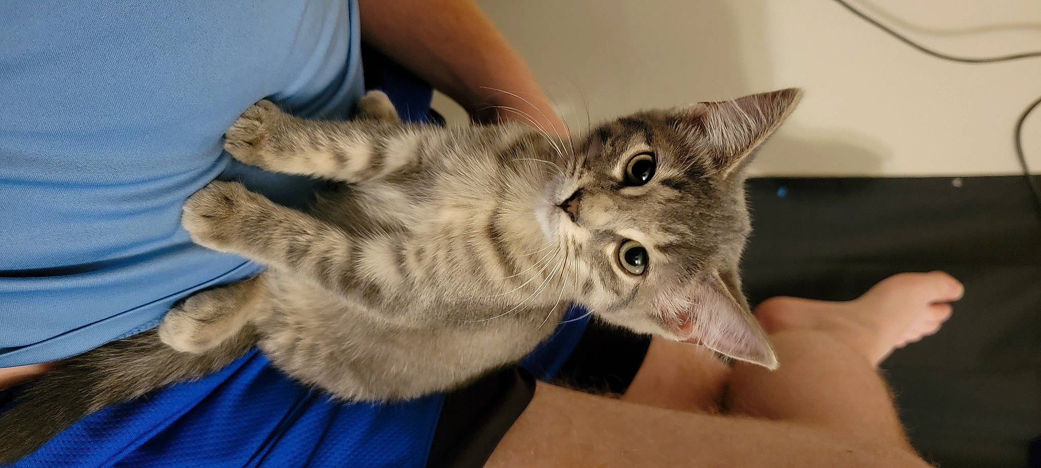 Juno joined the competition — help win amazing prizes! carnivore, cat, claw, domestic_short_haired_cat, ear, felidae, fur, gesture, nail, paw, small_to_medium_sized_cats, tail, whiskers