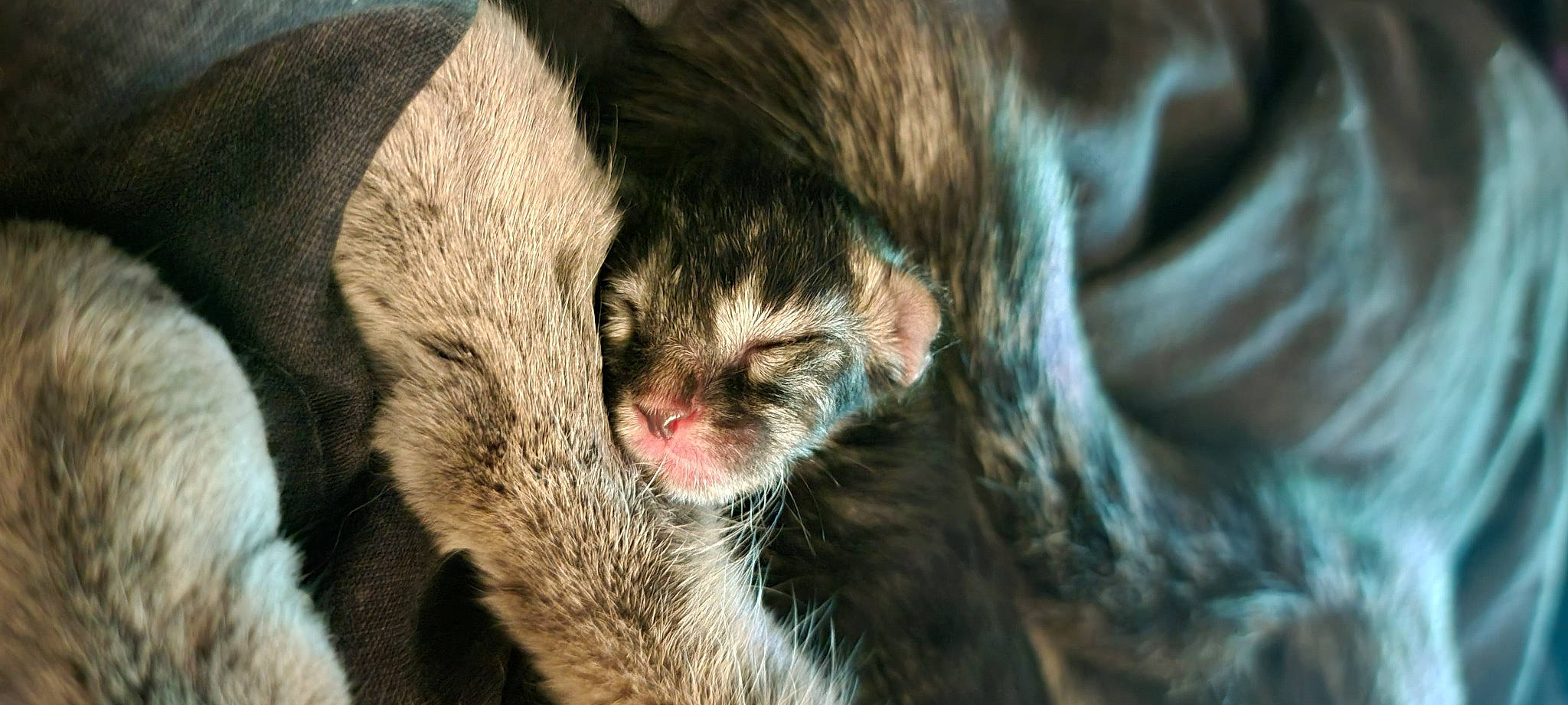 Tommen is registered to the contest to win money with this photo: canidae, carnivore, cat, claw, close_up, comfort, dog_breed, domestic_short_haired_cat, eye, eyelash, fawn, felidae, fur, nap, small_to_medium_sized_cats, snout, sporting_group, terrestrial_animal, whiskers, wildlife