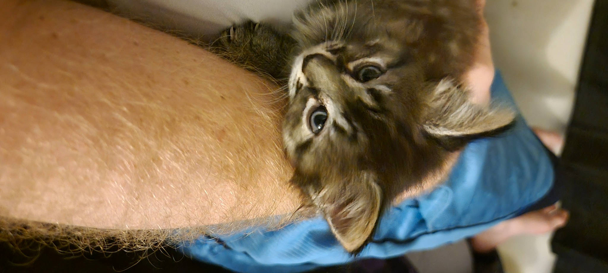 Tommen joined the competition — help win amazing prizes! big_cats, companion_dog, dog_breed, eye, face, fawn, felidae, fur, human_body, lion, liver, masai_lion, small_to_medium_sized_cats, snout, sporting_group, terrestrial_animal, whiskers, wildlife, wood, wrinkle