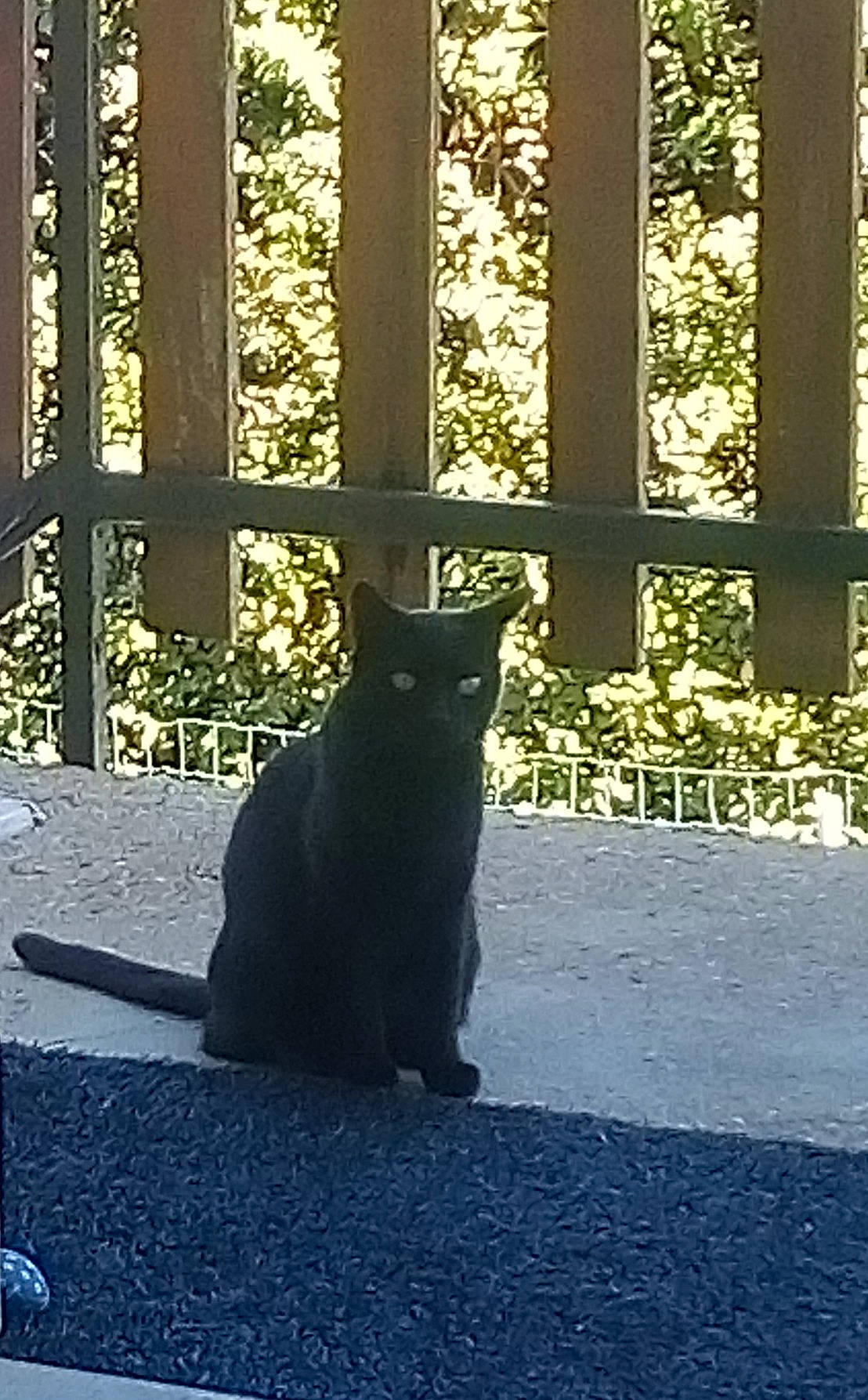 Chipie a rejoint le concours — aidez-le/la à gagner de superbes lots ! black_cat, carnivore, cat, felidae, fence, grass, grey, plant, road_surface, shade, shadow, small_to_medium_sized_cats, sunlight, tail, terrestrial_animal, tints_and_shades, tree, whiskers, window, wood