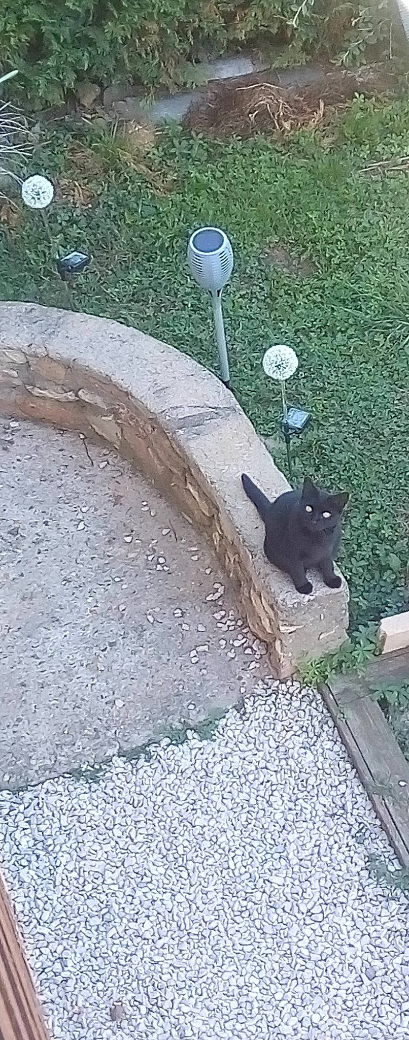 Chipie participe au concours pour gagner de l'argent avec cette photo : asphalt, automotive_tire, automotive_wheel_system, black_cat, carnivore, cat, concrete, curb, domestic_short_haired_cat, felidae, grass, plant, road_surface, shadow, sidewalk, small_to_medium_sized_cats, soil, tail, terrestrial_animal