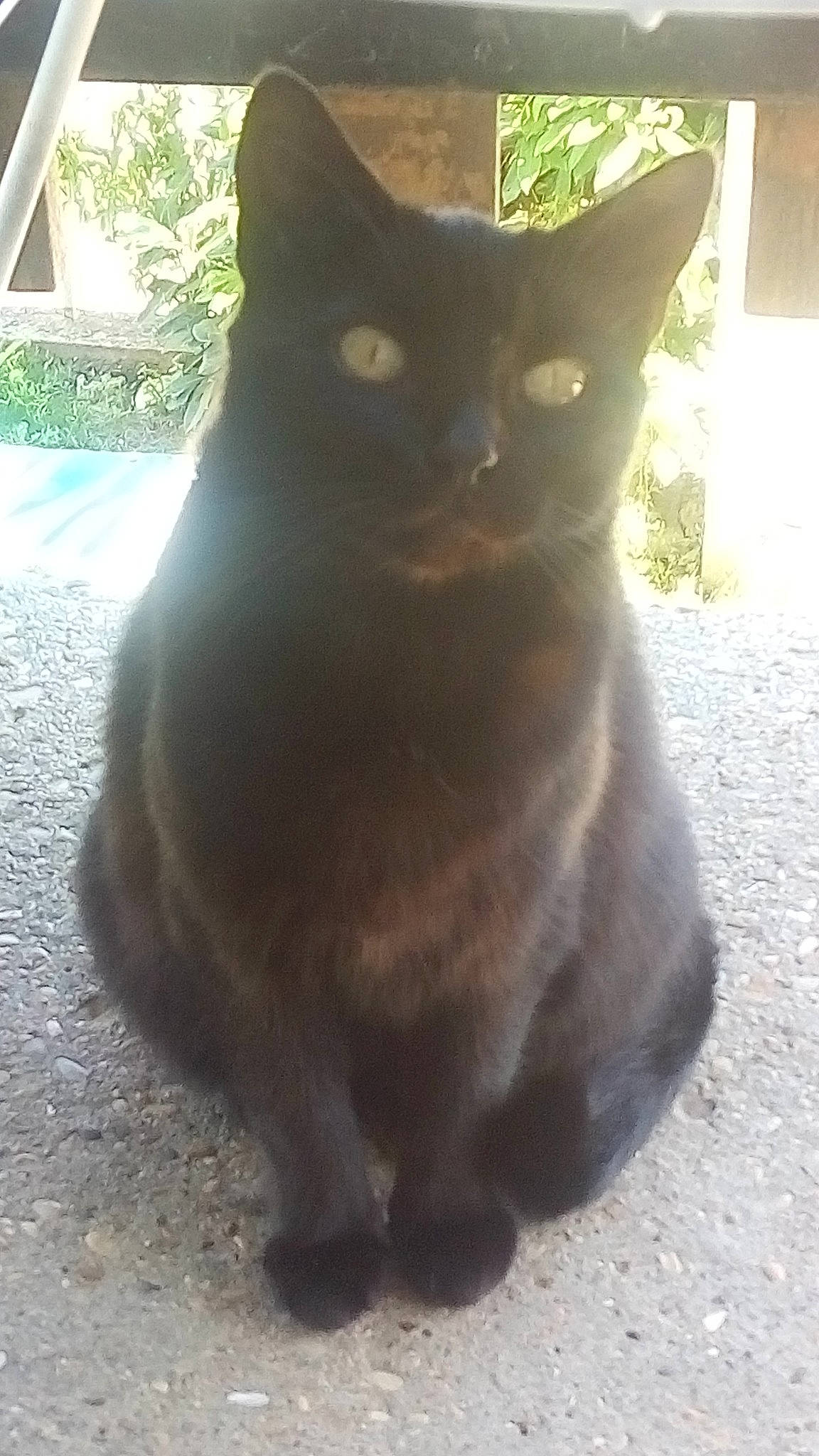 Chipie a rejoint le concours — aidez-le/la à gagner de superbes lots ! black_cat, bombay, carnivore, cat, domestic_short_haired_cat, eye, fawn, felidae, fur, grass, havana_brown, iris, plant, shade, small_to_medium_sized_cats, snout, tail, terrestrial_animal, whiskers, window