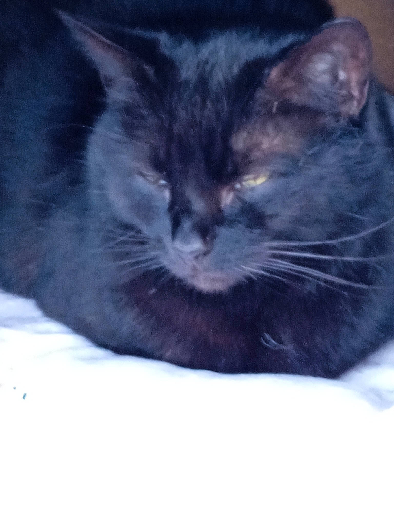 Chipie a rejoint le concours — aidez-le/la à gagner de superbes lots ! black_cat, bombay, carnivore, cat, comfort, domestic_short_haired_cat, electric_blue, eye, felidae, fur, paw, small_to_medium_sized_cats, snout, snow, tail, tree, whiskers, winter