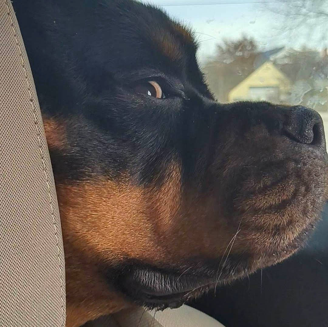 Phoebe joined the competition — help win amazing prizes! borador, canidae, carnivore, companion_dog, dog, dog_breed, ear, eye, fawn, fur, giant_dog_breed, guard_dog, liver, metal, snout, sporting_group, terrestrial_animal, whiskers, working_animal, working_dog