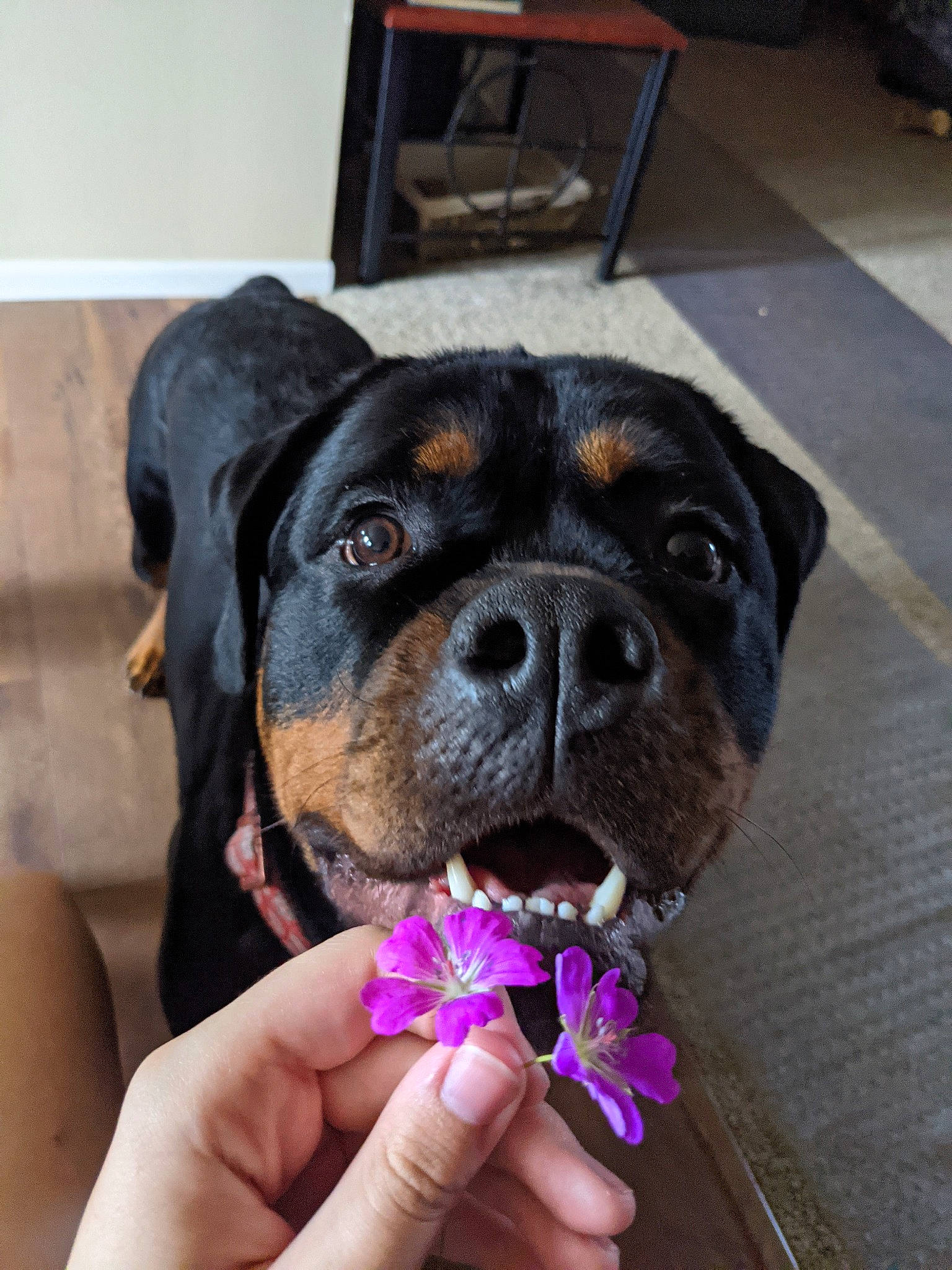 Phoebe joined the competition — help win amazing prizes! canidae, carnivore, companion_dog, dog, dog_breed, electric_blue, fawn, flower, flowering_plant, fur, nail, petal, plant, purple, rose, rose_family, snout, sporting_group, whiskers, working_animal
