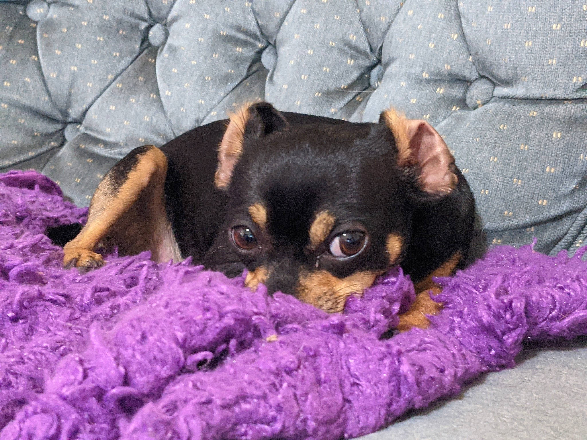 Lily is registered to the contest to win money with this photo: canidae, carnivore, chihuahua, comfort, companion_dog, dog, dog_breed, dog_supply, fawn, fur, magenta, paw, purple, snout, sporting_group, terrestrial_animal, terrier, toy_dog, whiskers, working_animal