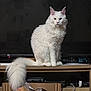 cat, white_cat, fluffy_tail, sitting, indoor, wooden_shelf, electronics, cardboard_box, television, black_screen, pet, feline, household, fur, animal, cute, domestic_cat, looking, ears, whiskers