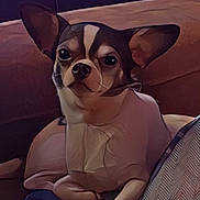 Gizmo joined the competition — help win amazing prizes! animal, blanket, canine, chihuahua, companion, couch, cozy, cute, dog, domestic_animal, ears, fur, home, indoor, pet, portrait, relaxed, resting, sitting, small_dog
