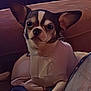animal, blanket, canine, chihuahua, companion, couch, cozy, cute, dog, domestic_animal, ears, fur, home, indoor, pet, portrait, relaxed, resting, sitting, small_dog