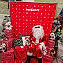 Gizmo is registered to the contest to win money with this photo: celebration, chair, christmas, costume, decorations, dog, festive, gift_wrap, holiday, indoors, person, pet, plush_toys, presents, red_background, santa_claus, seasonal, small_dog, stuffed_animals, tinsel