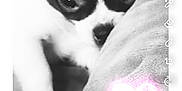 Gizmo is registered to the contest to win money with this photo: animal, black_and_white, close_up, cozy, cushion, cute, dog, ears, eyes, face, furry, heart_doodle, indoors, nose, pet, puppy, resting, small_dog, snuggled, soft_texture