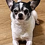 Gizmo is registered to the contest to win money with this photo: alert, animal, black_and_white, canine, chihuahua, companion, cute, dog, domestic_animal, ears, front_view, fur, indoor, looking, lying_down, mammal, paw, pet, small_dog, wooden_floor