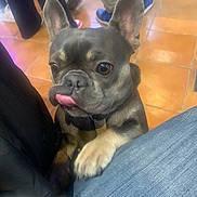 Rosita participe au concours pour gagner de l'argent avec cette photo : dog, french_bulldog, puppy, tongue_out, pet, indoor, floor, tile_floor, human_leg, blue_jeans, paw, ears, cute, playful, companion, animal, domestic, pet_owner, close_up, resting