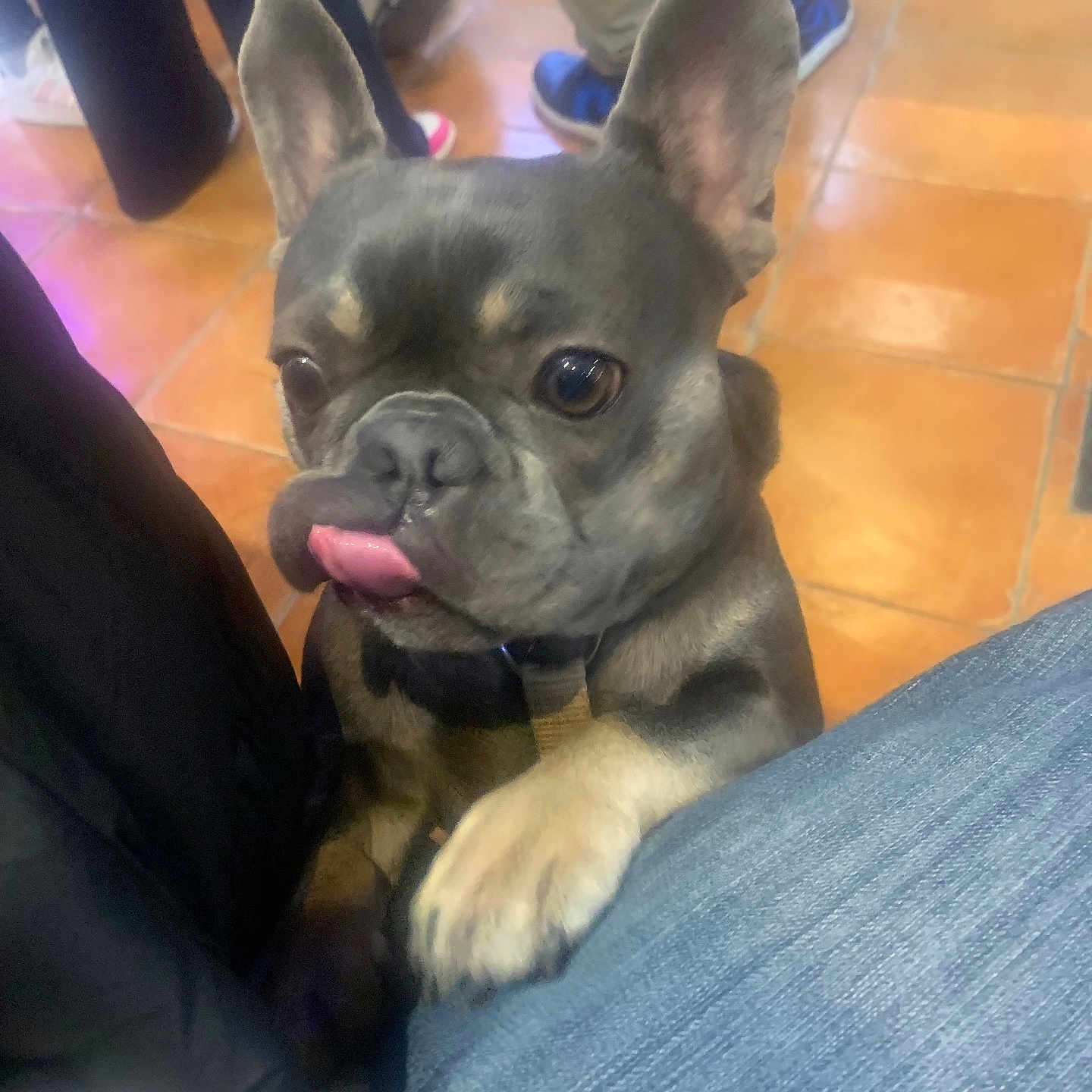 Rosita participe au concours pour gagner de l'argent avec cette photo : dog, french_bulldog, puppy, tongue_out, pet, indoor, floor, tile_floor, human_leg, blue_jeans, paw, ears, cute, playful, companion, animal, domestic, pet_owner, close_up, resting