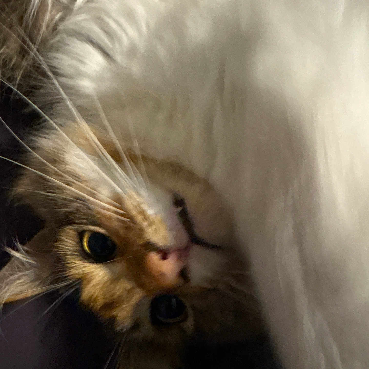 Ivy Bean