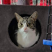 Binki joined the competition — help win amazing prizes! animal, blue, cage, cat, cat_tree, circle, cozy, curious, curtain, ears, eyes, feline, fur, gray, hole, indoor, nose, pet, red, whiskers