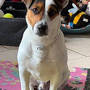 Whisky participe au concours pour gagner de l'argent avec cette photo : dog, pet, indoor, sitting, white_coat, brown_coat, colorful_rug, plush_toys, pet_beds, curious, animal, canine, floor, tile_floor, collar, toy_collection, home, cute, domestic_animal, companion