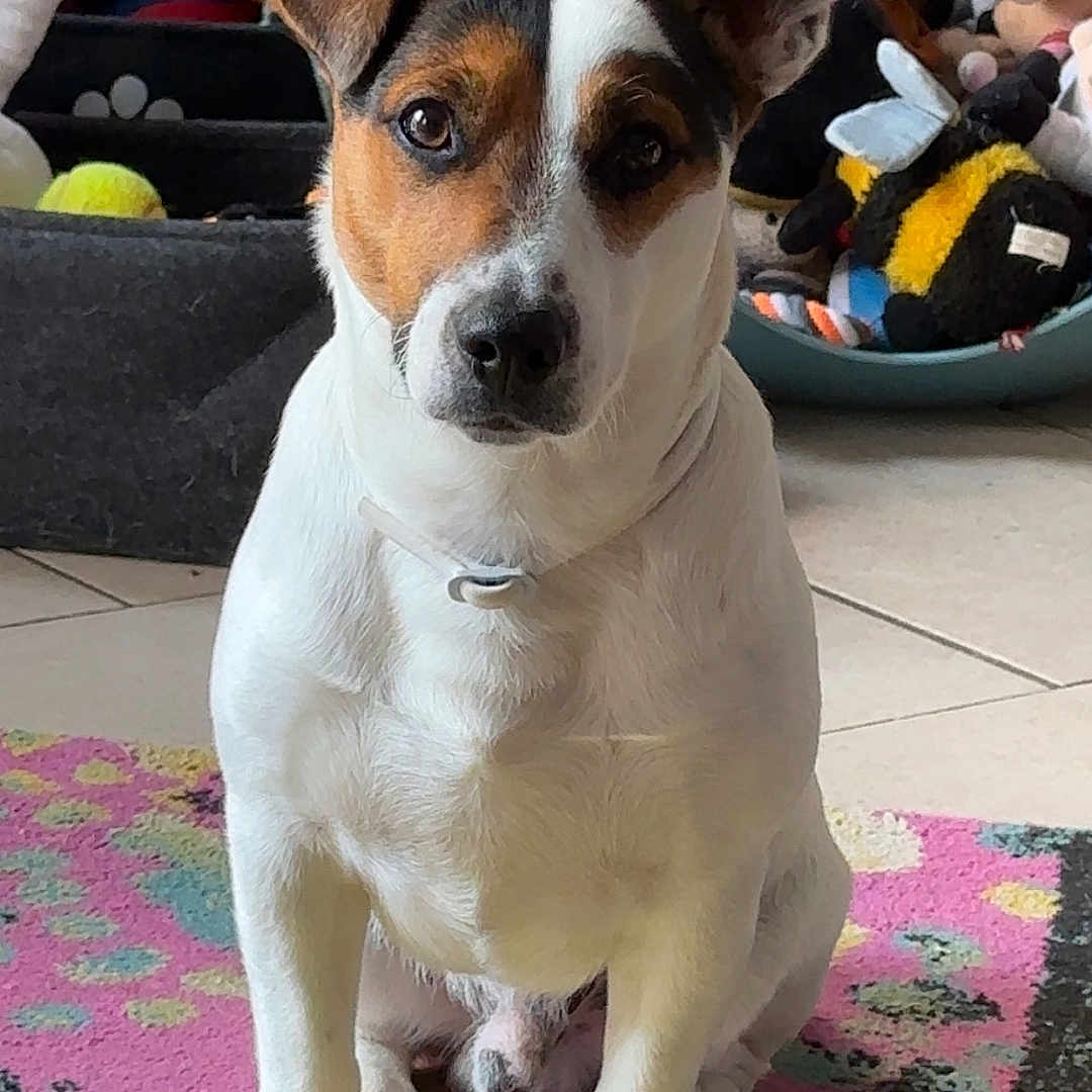 Whisky participe au concours pour gagner de l'argent avec cette photo : animal, brown_coat, canine, collar, colorful_rug, companion, curious, cute, dog, domestic_animal, floor, home, indoor, pet, pet_beds, plush_toys, sitting, tile_floor, toy_collection, white_coat