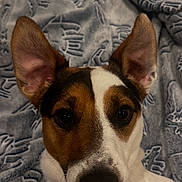 Whisky participe au concours pour gagner de l'argent avec cette photo : alert, animal, black, blanket, brown, canine, close_up, cute, dog, domestic_animal, ears, face, fur, indoor, looking, nose, pattern, pet, portrait, white