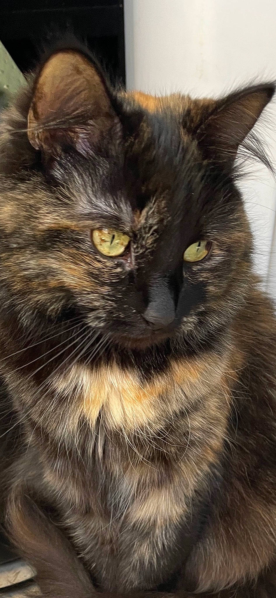 Cheshire joined the competition — help win amazing prizes! black_cat, carnivore, cat, close_up, domestic_short_haired_cat, eye, felidae, fur, hair, iris, small_to_medium_sized_cats, snout, terrestrial_animal, whiskers, wildlife