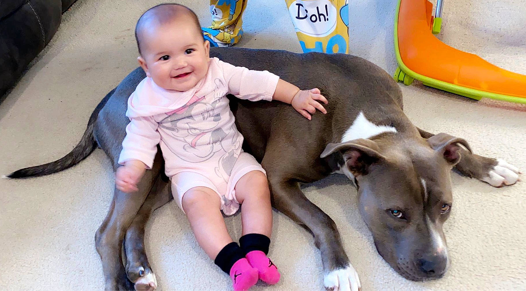 Anelise joined the competition — help win amazing prizes! american_pit_bull_terrier, canidae, carnivore, child, dog, dog_breed, fawn, italian_greyhound, joy, non_sporting_group, person, pit_bull, play, toddler