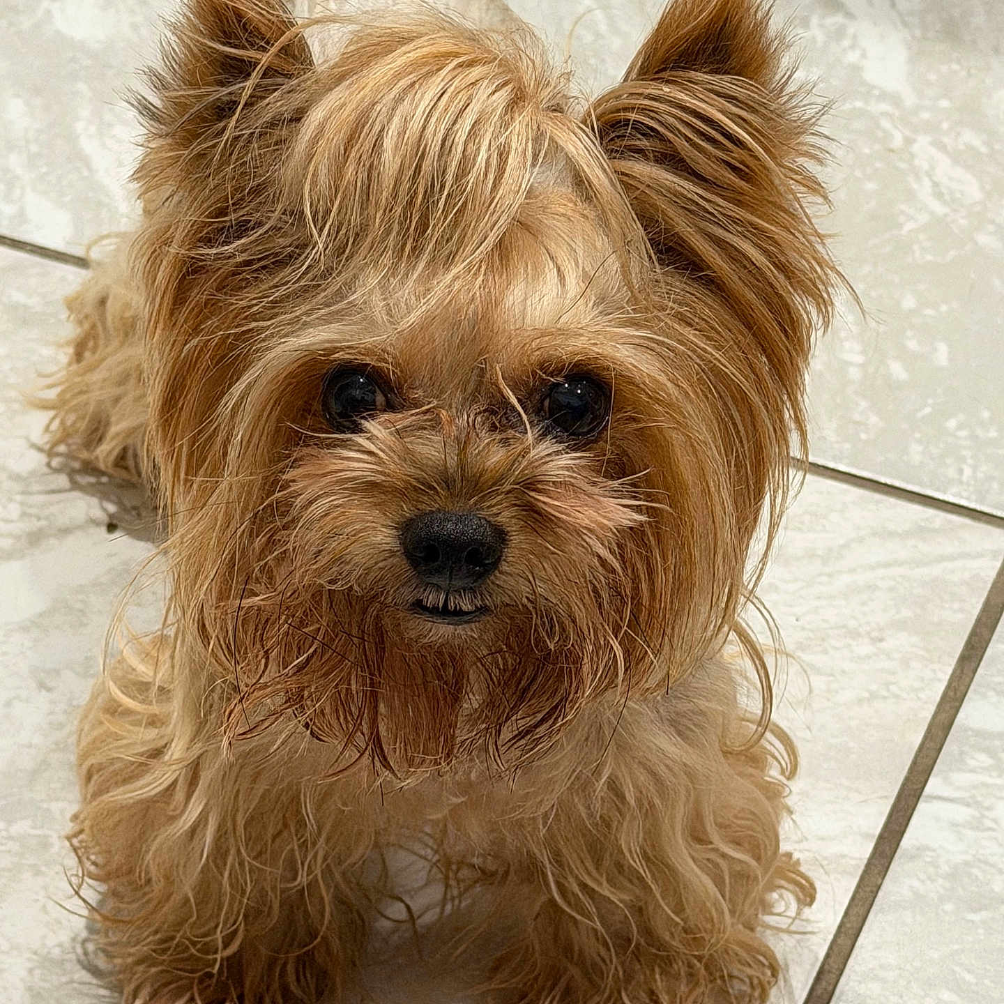 Bebe