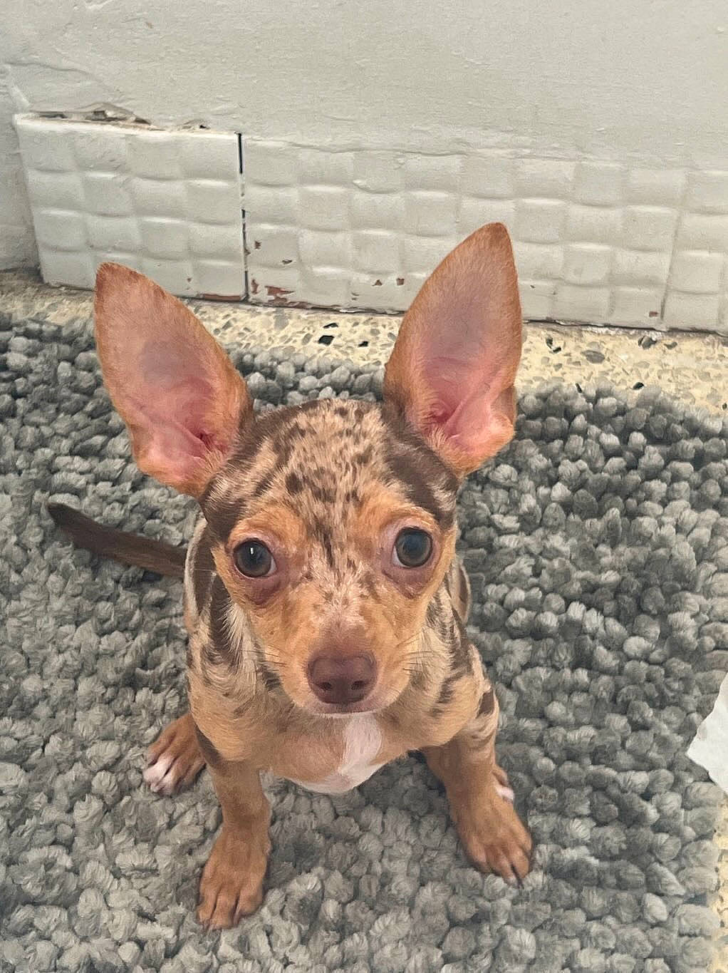 Ak is registered to the contest to win money with this photo: canidae, carnivore, dog, dog_breed, ear, eye, fawn, fur, grass, head, liver, livestock, meat, snout, soil, sporting_group, suidae, terrestrial_animal, whiskers, wood