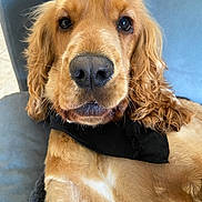 Shadoow a rejoint le concours — aidez-le/la à gagner de superbes lots ! dog, golden_retriever, pet, animal, close_up, portrait, bandana, fur, ears, nose, whiskers, couch, indoor, relaxed, cute, friendly, canine, mammal, looking_at_camera, domestic_animal