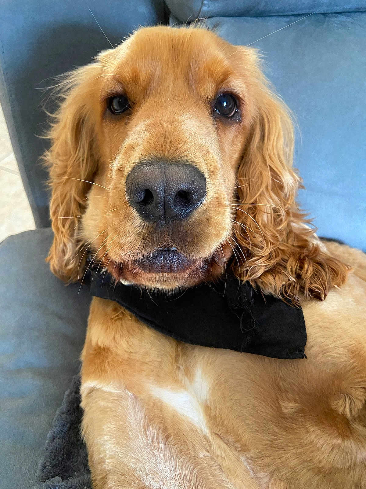 Shadoow a rejoint le concours — aidez-le/la à gagner de superbes lots ! dog, golden_retriever, pet, animal, close_up, portrait, bandana, fur, ears, nose, whiskers, couch, indoor, relaxed, cute, friendly, canine, mammal, looking_at_camera, domestic_animal