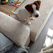 Appye participe au concours pour gagner de l'argent avec cette photo : blanket, collar, couch, curious, cushion, dog, home, indoor, lamp, living_room, looking_up, magazine, pet, portrait, puppy, small_breed, sofa, tag, upholstery, wood_floor