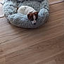animal, brown, collar, companion, cozy, cute, dog, domestic, fluffy, fur, gray, indoor, pet_bed, puppy, relaxed, resting, small, white, wooden_floor, young