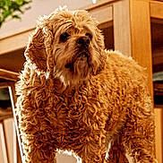 Bweino a rejoint le concours — aidez-le/la à gagner de superbes lots ! dog, curly_fur, indoor, wooden_furniture, floor, pet, canine, standing, brown_fur, cozy, home, animal, looking_away, portrait, furniture, domestic, companion, curly_coat, flooring, living_room