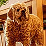 dog, curly_fur, indoor, wooden_furniture, floor, pet, canine, standing, brown_fur, cozy, home, animal, looking_away, portrait, furniture, domestic, companion, curly_coat, flooring, living_room