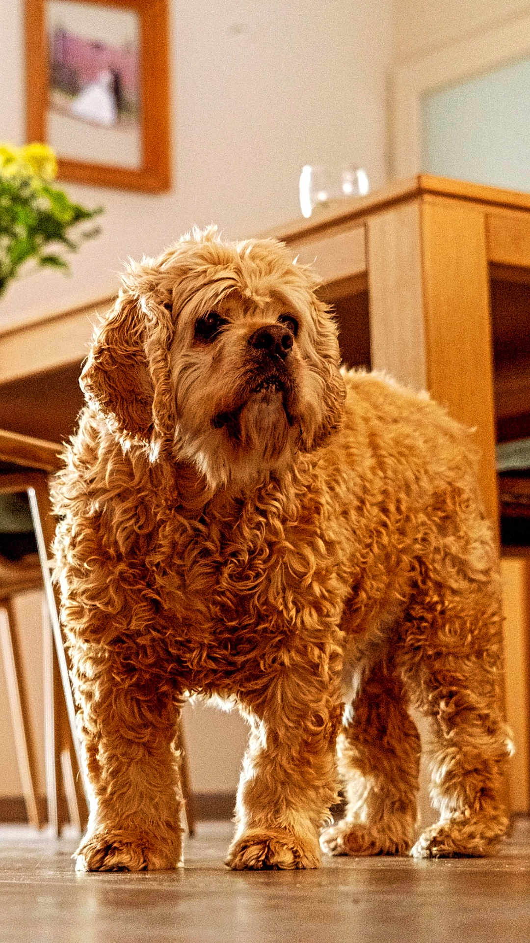 Bweino a rejoint le concours — aidez-le/la à gagner de superbes lots ! dog, curly_fur, indoor, wooden_furniture, floor, pet, canine, standing, brown_fur, cozy, home, animal, looking_away, portrait, furniture, domestic, companion, curly_coat, flooring, living_room
