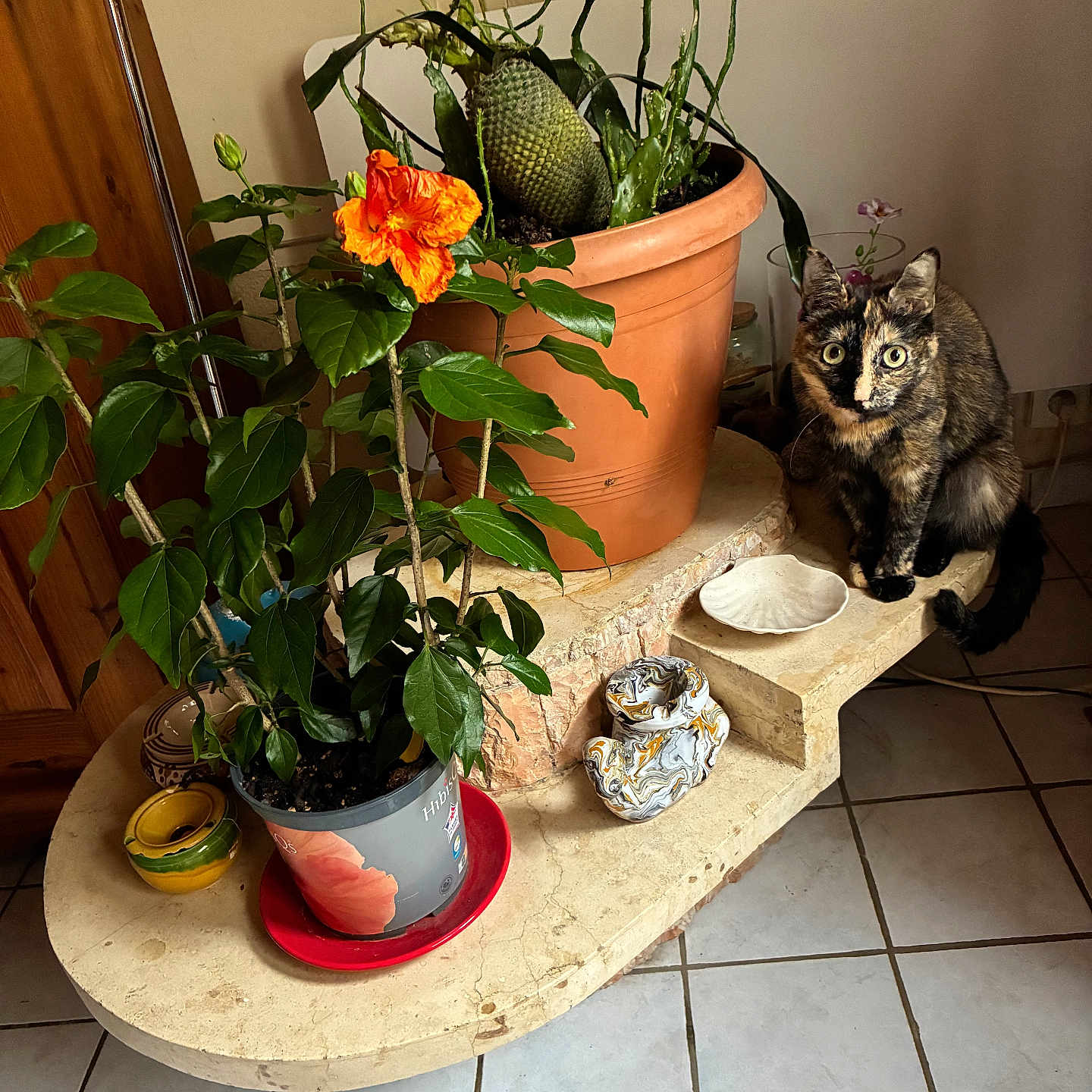 Louna a rejoint le concours — aidez-le/la à gagner de superbes lots ! animal, cactus, cat, curious, decor, flower, furniture, green_leaves, home, indoor, orange_flower, pet, plant, pot, pottery, sitting, stone_ledge, tile_floor, tortoiseshell_cat, wooden_door