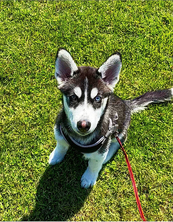 Milo joined the competition — help win amazing prizes! art, canidae, carnivore, collar, companion_dog, dog, dog_breed, fashion_accessory, grass, groundcover, plant, recreation, snout, tail, terrestrial_animal, working_animal, working_dog