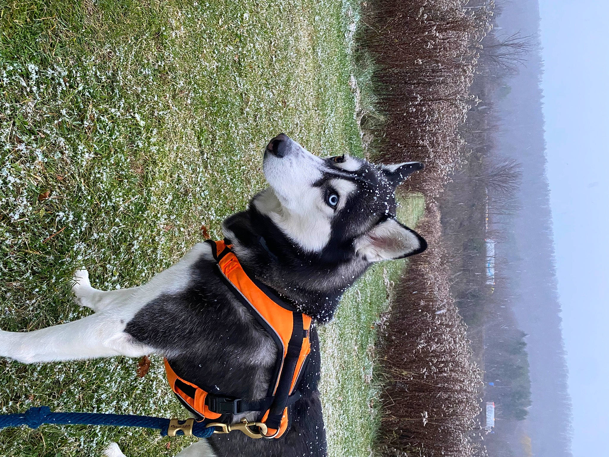 Milo joined the competition — help win amazing prizes! art, canidae, carnivore, collar, companion_dog, dog, dog_breed, dog_collar, dog_supply, fashion_accessory, fawn, grass, leash, pet_supply, sky, snout, sporting_group, tail, water, working_animal