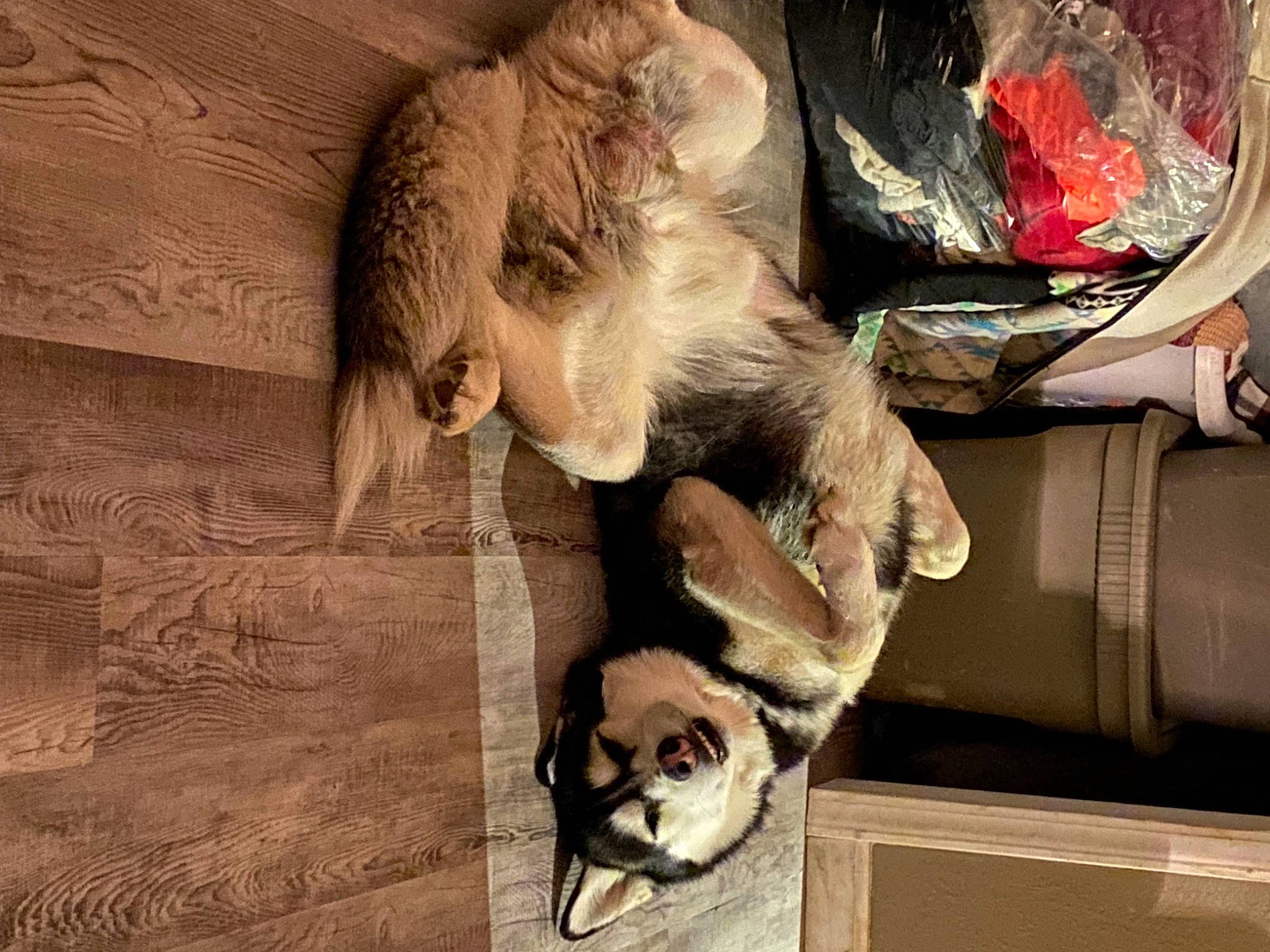 Milo joined the competition — help win amazing prizes! canidae, carnivore, cat, claw, companion_dog, dog_breed, fawn, felidae, fur, natural_material, small_to_medium_sized_cats, snout, sporting_group, tail, terrestrial_animal, whiskers, wood, working_animal