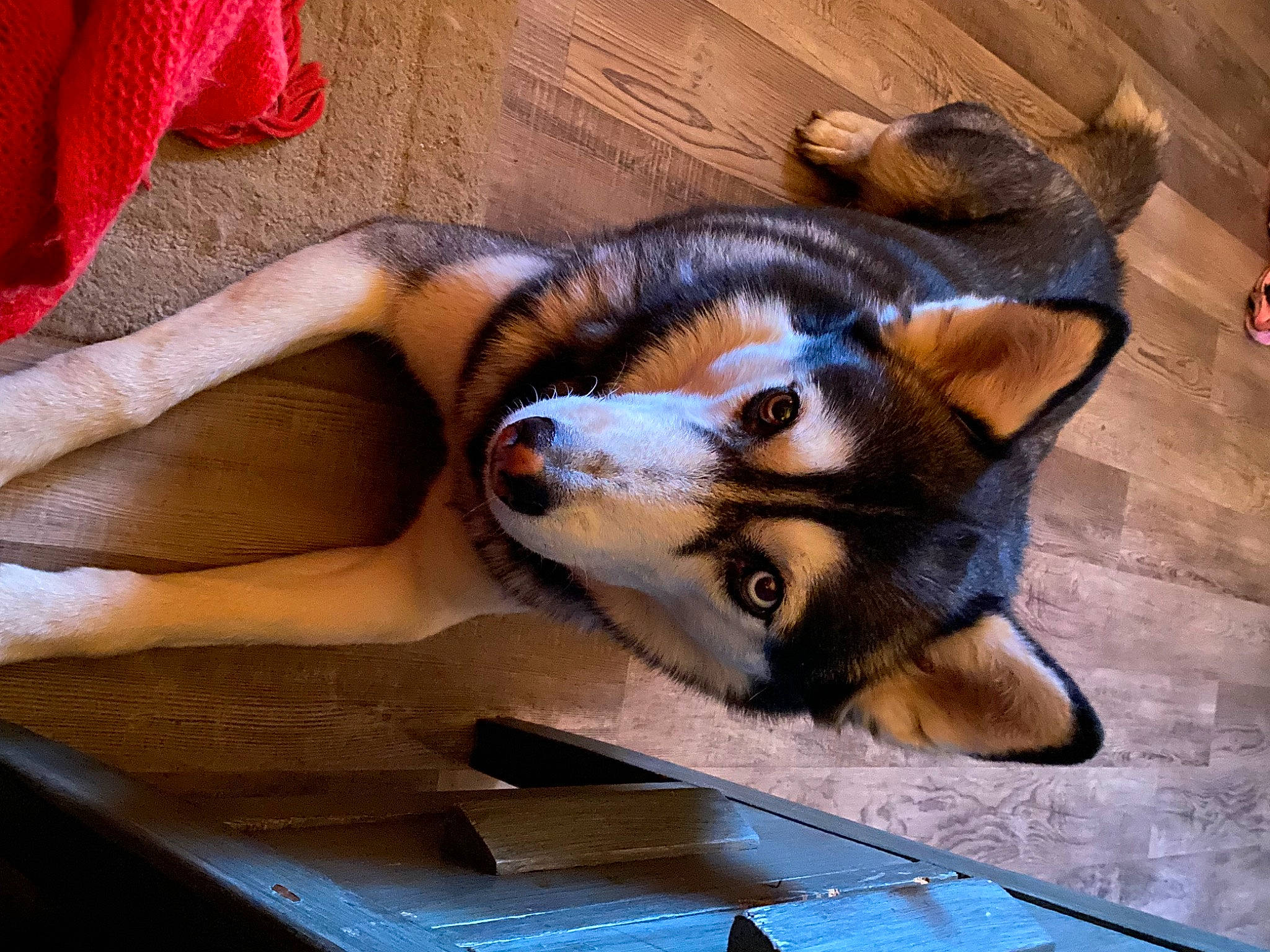 Milo is registered to the contest to win money with this photo: canidae, carnivore, companion_dog, dog, dog_breed, fawn, flooring, foot, fur, human_leg, paw, puppy, snout, sporting_group, terrestrial_animal, whiskers, wood, working_animal, working_dog